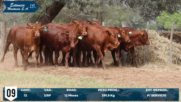 Lote LOTE 9