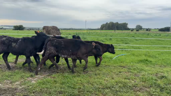 Lote TERNERAS
