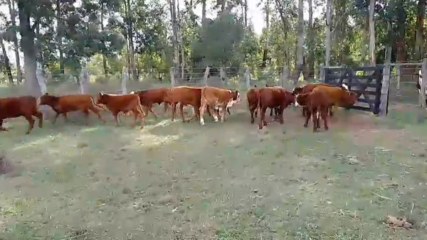 Lote 16 Terneros/as
