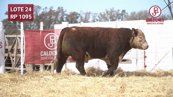 Lote Toro PR