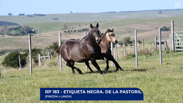 Lote Etiqueta Negra. de La Pastoril
