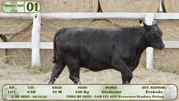 Lote LOTE 1