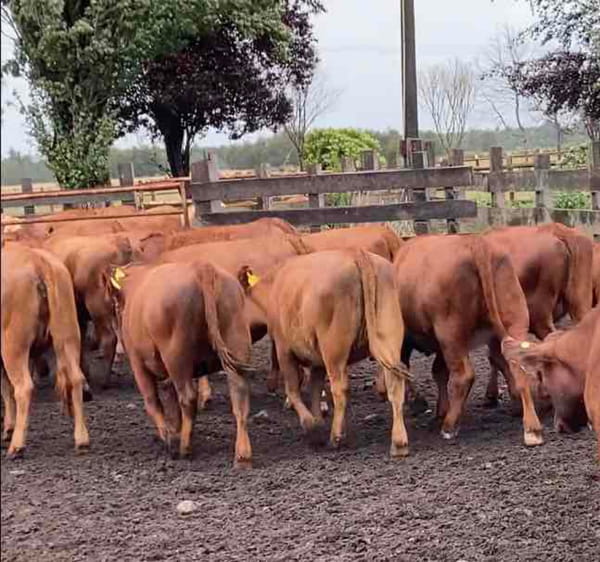 Lote 50 Vaquilla Engorda en Puerto Octay, X Región Los Lagos