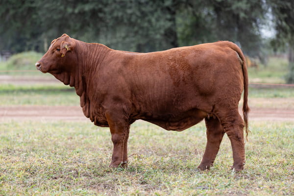 Lote LOTE 24