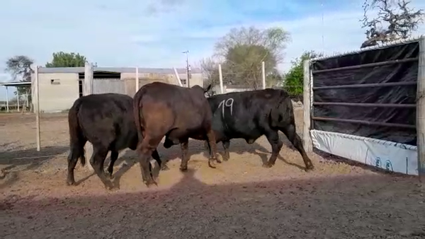 Lote VAQUILLONA BRANGUS CABAÑA LA NORTEÑA