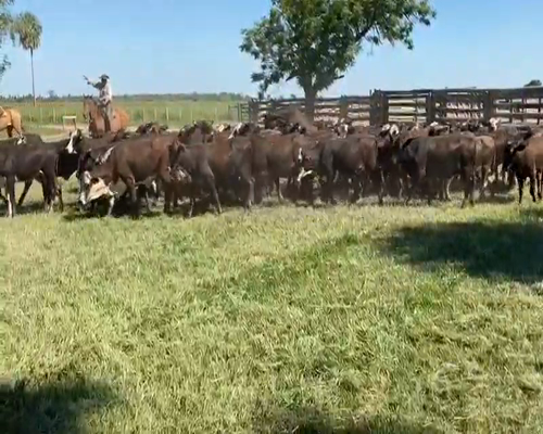 Lote 100 Terneras en El Colorado, Formosa