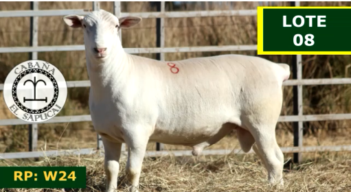 Lote OVINOS MACHOS