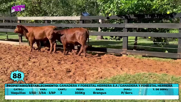 Lote LOTE 88- EN VIVO