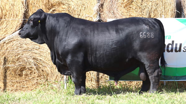 Lote LOTE 17
