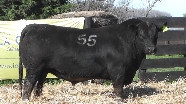 Lote TOROS ANGUS PURO CONTROLADO