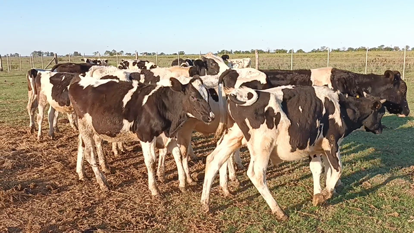 Lote 19 Terneros en Santa Fe, Moisés Ville