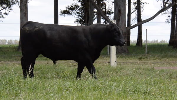 Lote ABERDEEN ANGUS PEDREGREE