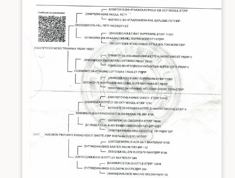 Lote Toros - Cabaña El Danubio