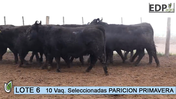 Lote ESTANCIA DON PEDRO Y LA ROSA 10 Vaq. Negras