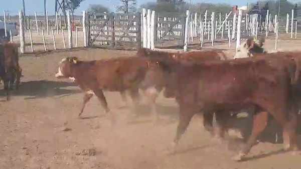 Lote 70 Terneros/as en Tintina, Santiago del Estero