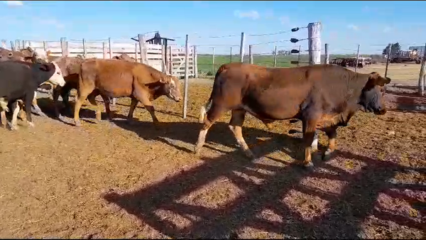 Lote 30 Novillitos y vaquillonas Angus y Braford  en Colonia Tacurales, Santa Fe