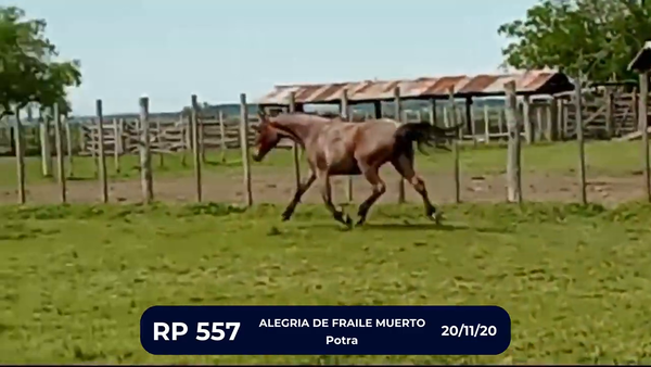 Lote ALEGRIA DE FRAILE MUERTO
