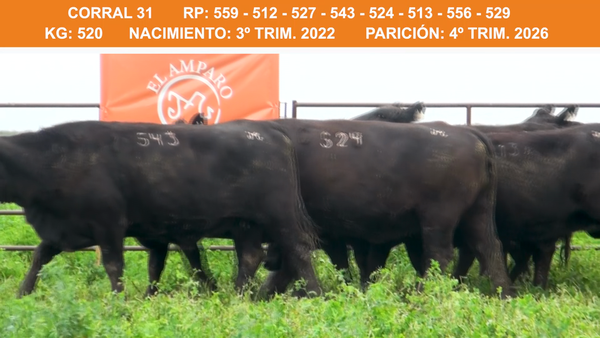 Lote VAQUILLONAS BRANGUS PREÑADAS 2022 EL AMPARO
