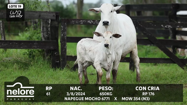 Lote LOTE 19