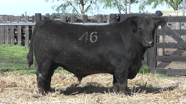 Lote TOROS ANGUS PURO CONTROLADO