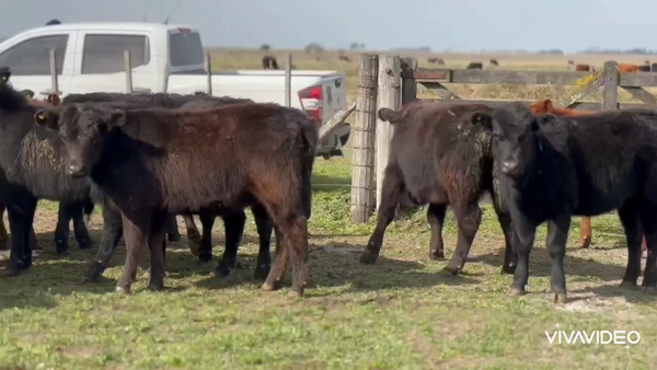 Lote 65 Terneros/as en Chascomús, Buenos Aires