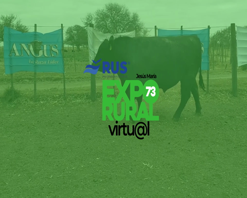 Lote TOROS PUROS CONTROLADOS ANGUS