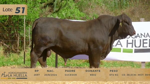 Lote LOTE 51