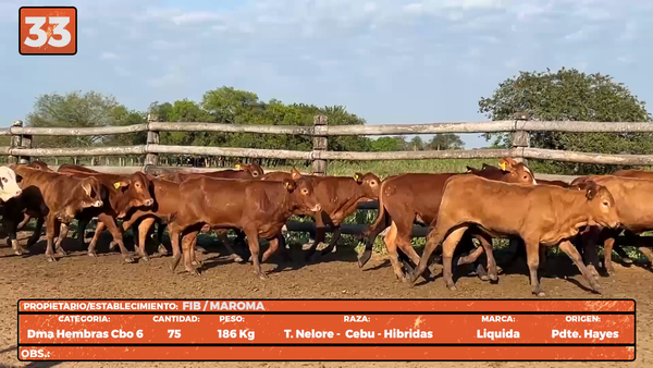 Lote LOTE 33