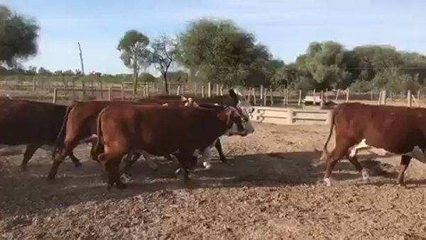 Lote 40 Vaquillonas C/ gtia de preñez en Las Lomitas, Formosa