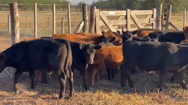 Lote 70 Terneros en Gral. Las Heras, Buenos Aires