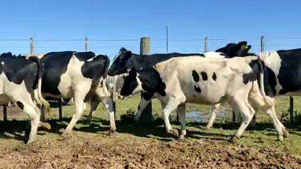 Lote Vaquillonas Para Entorar  - La Rosita S.R.L