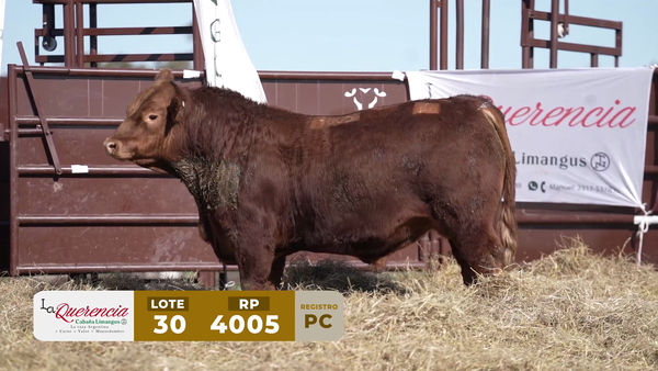 Lote TORO PC