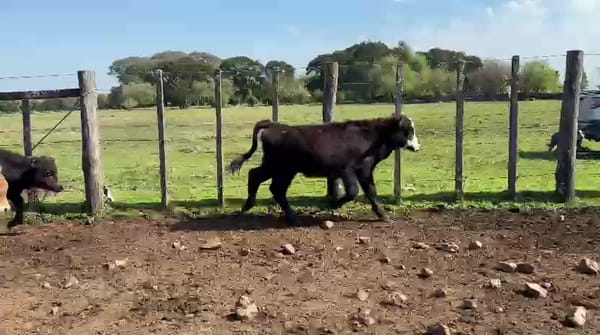 Lote TERNEROS
