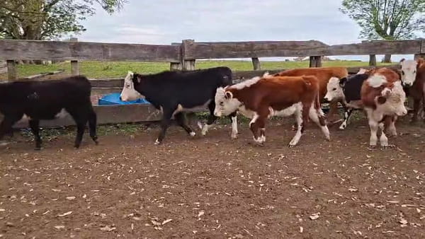 Lote TERNEROS/AS