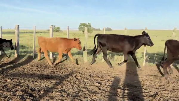 Lote VAQUILLONAS 1 A 2 AÑOS