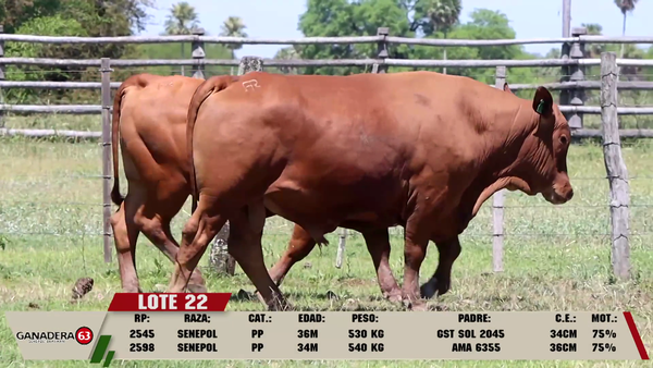 Lote LOTE 22