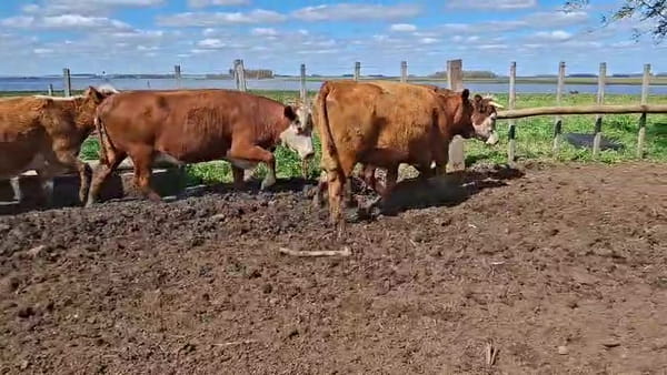 Lote VACAS PREÑADAS