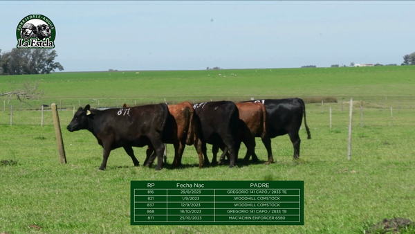 Lote Lote 1 Vaquillonas - La Estela