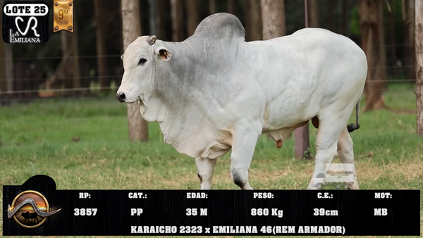 Lote LOTE 25