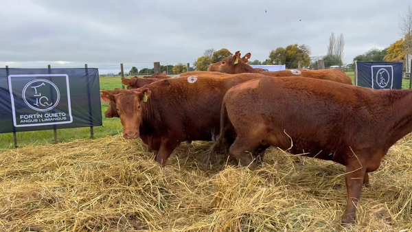 Lote 5 Vaquillonas PC preñadas
