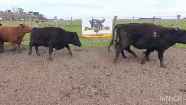 Lote 23 Vaquillonas
