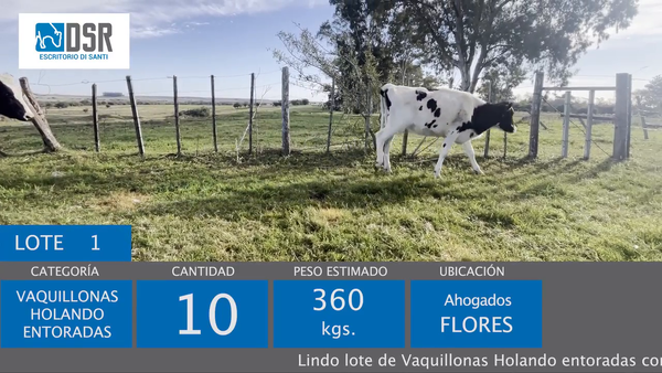 Lote 10 Vaquillonas  360kg - , Flores