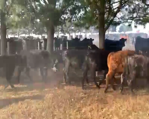 Lote 70 Terneros/as en Balcarce, Buenos Aires