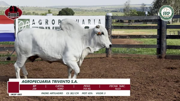 Lote TORO