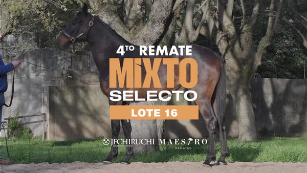 Lote BLACK JUANITA