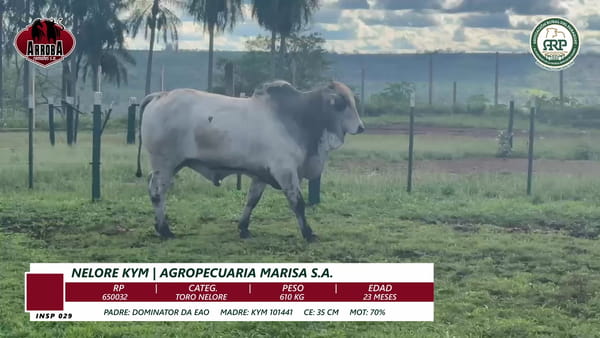 Lote TORO NELORE