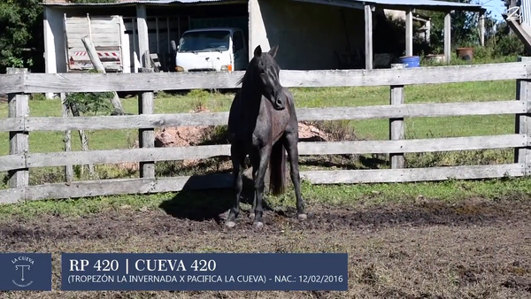 Lote Macho de andar