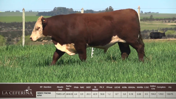 Lote MMCC FACHA 8791