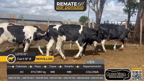 Lote 20 Novillos en San Pedro, Colonia