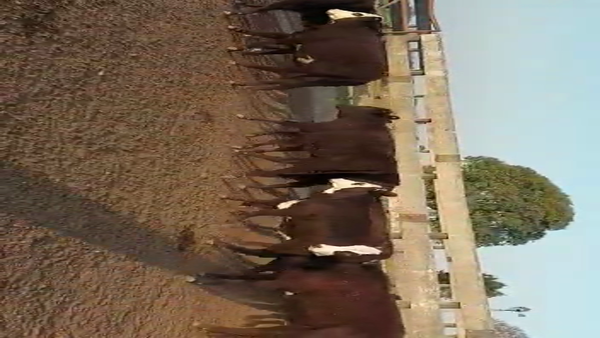 Lote 70 Terneras en Entre Ríos, Villaguay